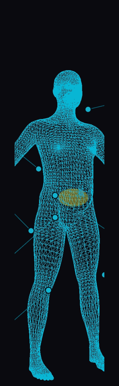 A real 3D wireframe render of a body from The Fit Lens app, annotated with muscle, fat, and visceral fat callouts